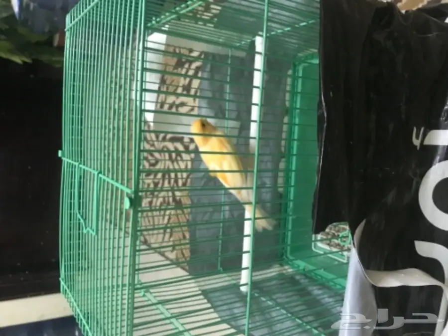 للبيع كناري