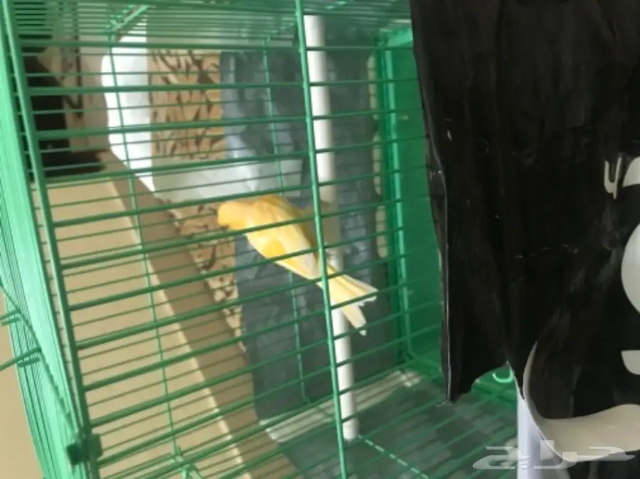 للبيع كناري (image 1)