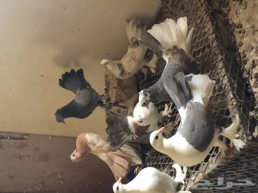 طبات رقاص هندي وهولندي 