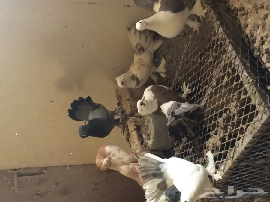 طبات رقاص هندي وهولندي  (image 1)