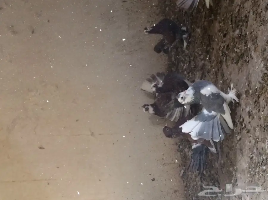 طبات رقاص هندي وهولندي  (image 2)