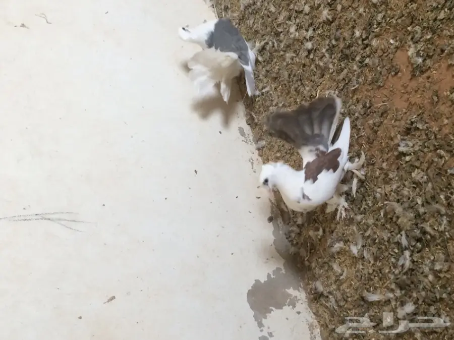 طبات رقاص هندي وهولندي  (image 3)