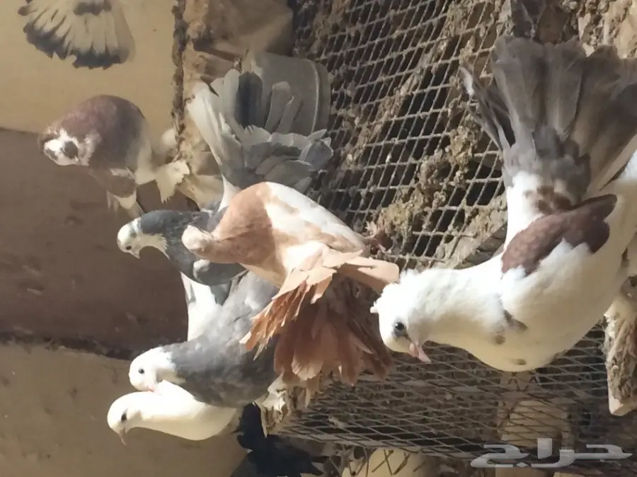 طبات رقاص هندي وهولندي  (image 4)