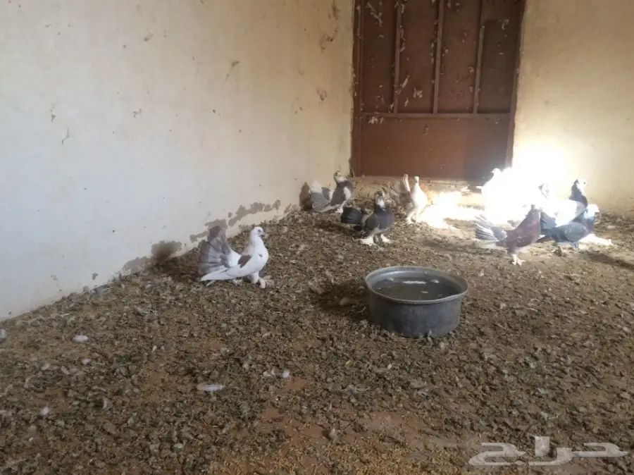 طبات رقاص هندي وهولندي  (image 5)