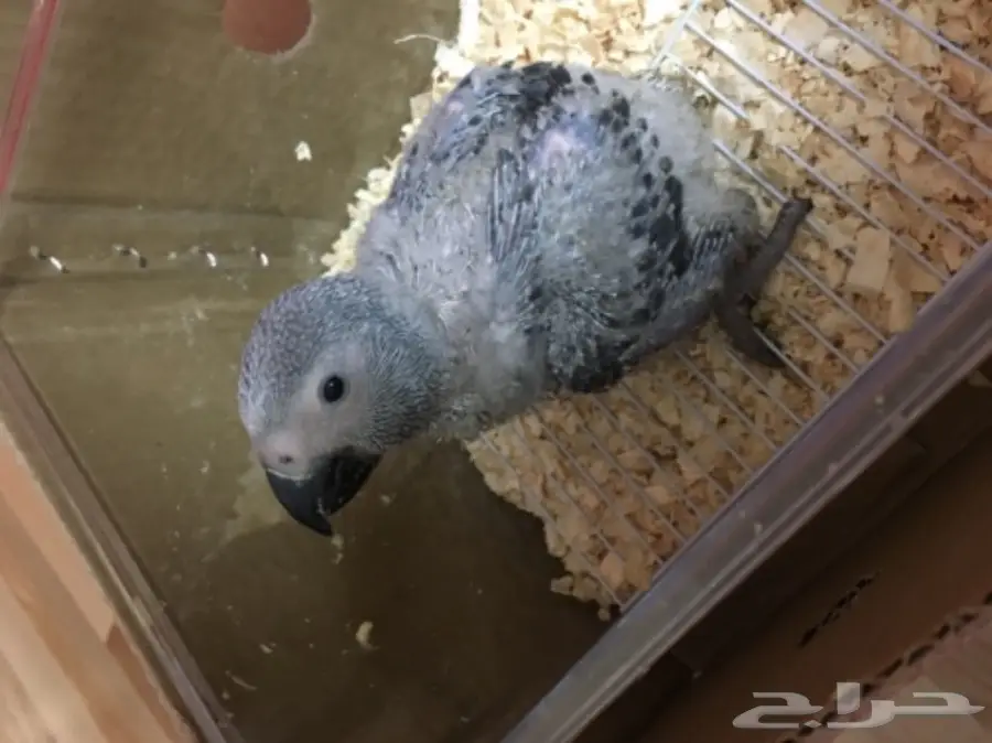 فرخ كاسكو غر 