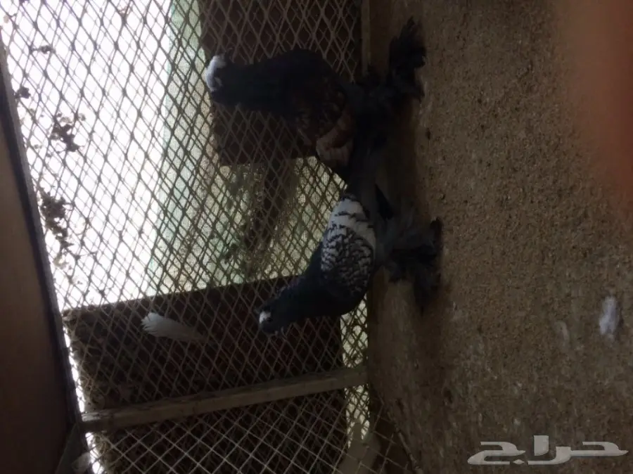 قطيع ساكسون - فرصة لا تُفوَّت! (image 1)