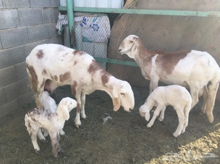 ساكنيات مميزات - فرصة لا تُفوّت!