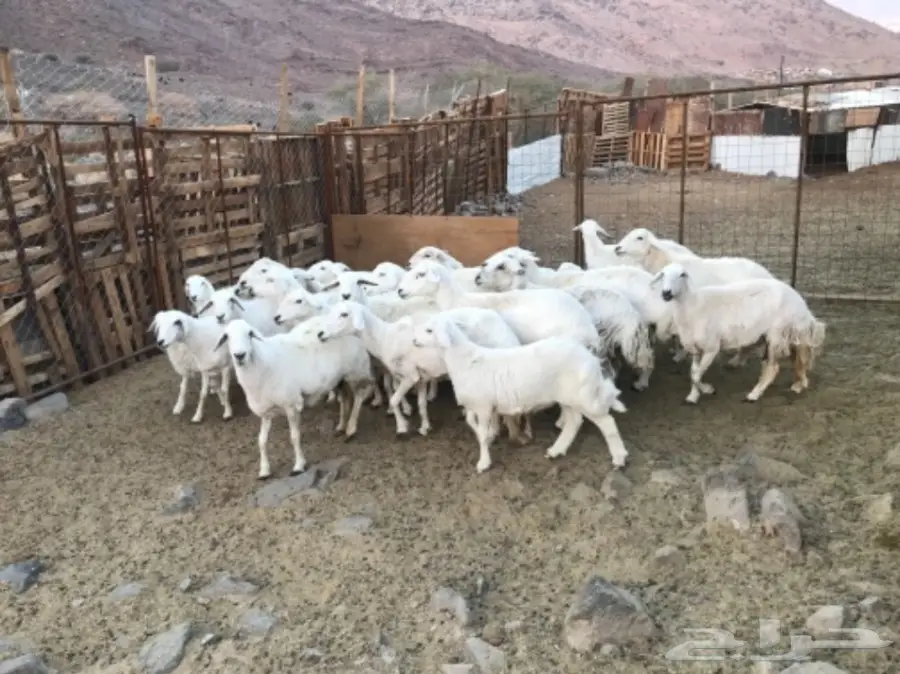 نعاج حباصي مع فحلها