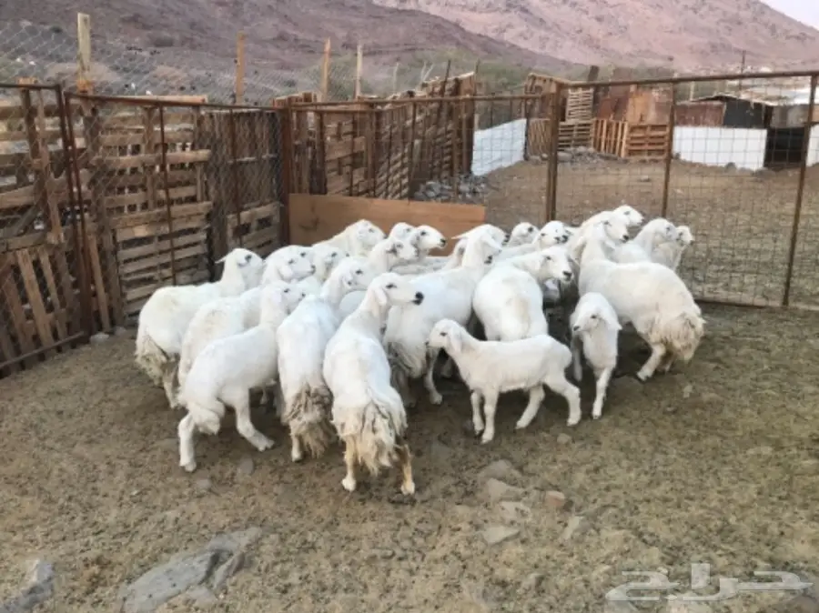 نعاج حباصي مع فحلها (image 1)