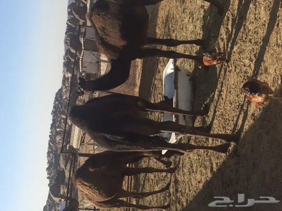 3 حشوان مفاريد 