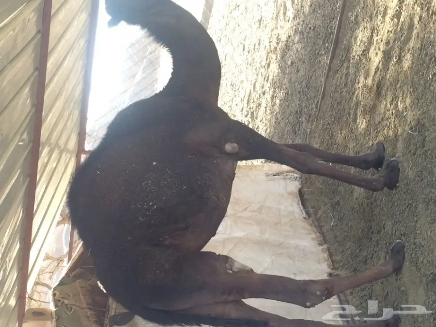 3 حشوان مفاريد  (image 1)