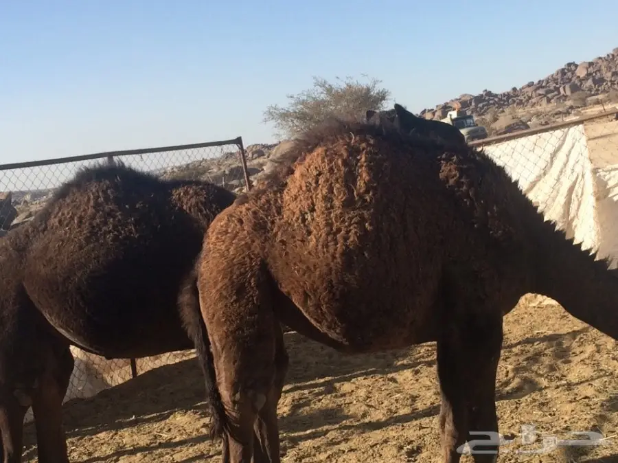 3 حشوان مفاريد  (image 2)