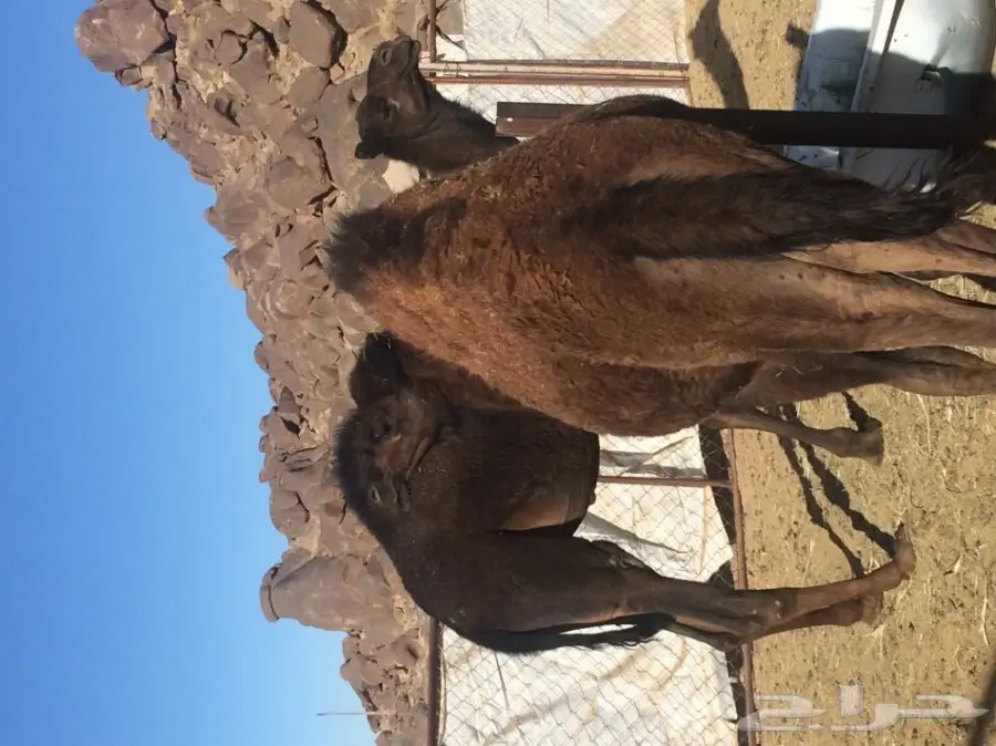 3 حشوان مفاريد  (image 3)