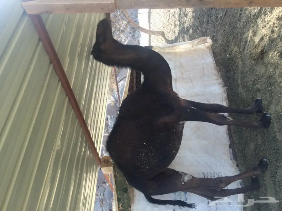 3 حشوان مفاريد  (image 4)