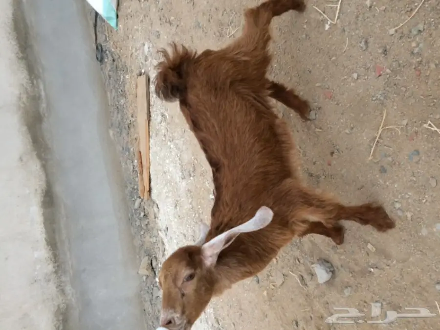 تيس وجفره لبنيه 