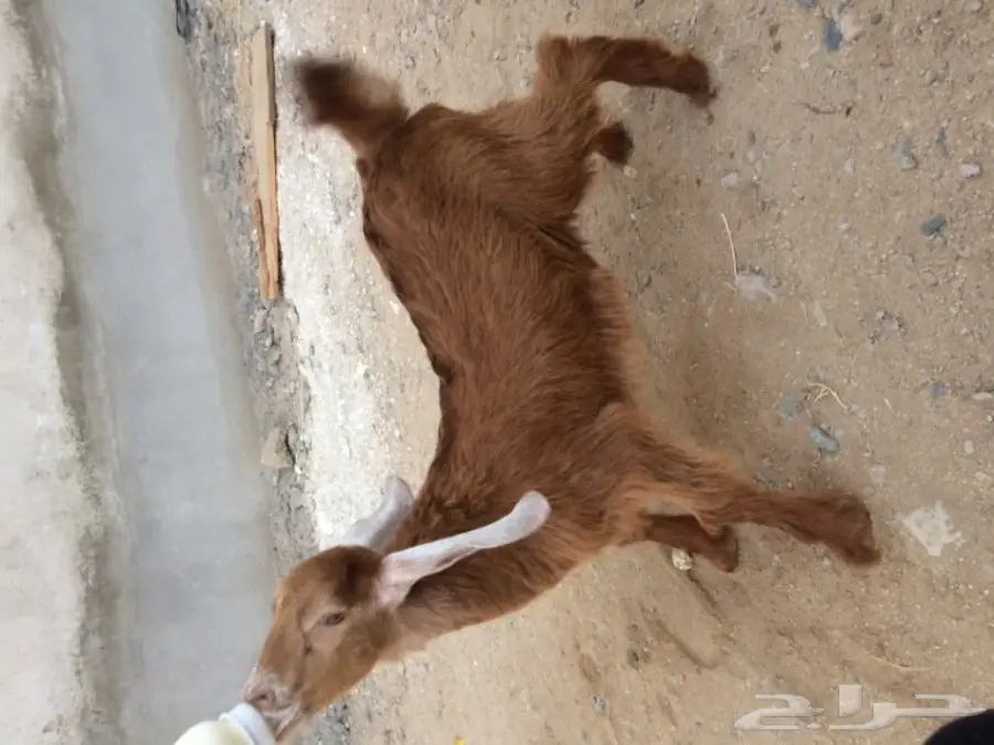 تيس وجفره لبنيه  (image 1)