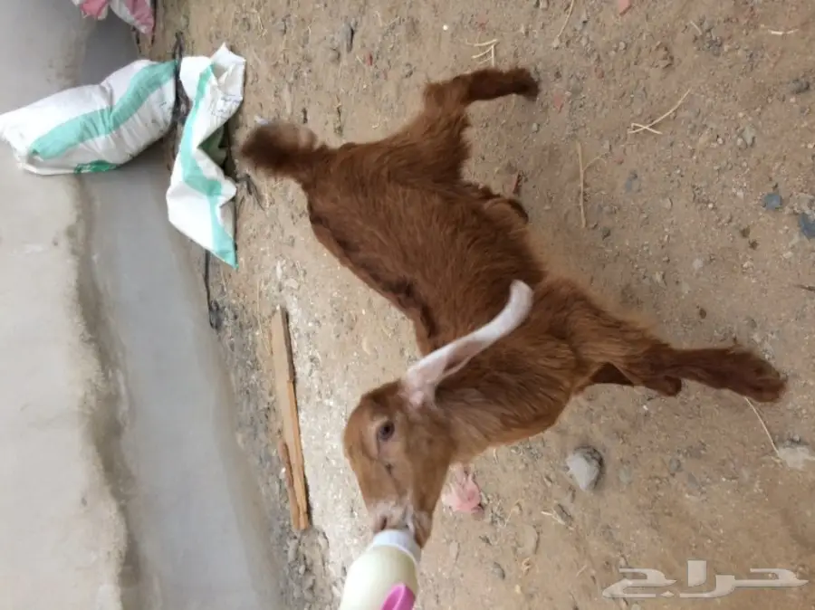 تيس وجفره لبنيه  (image 2)