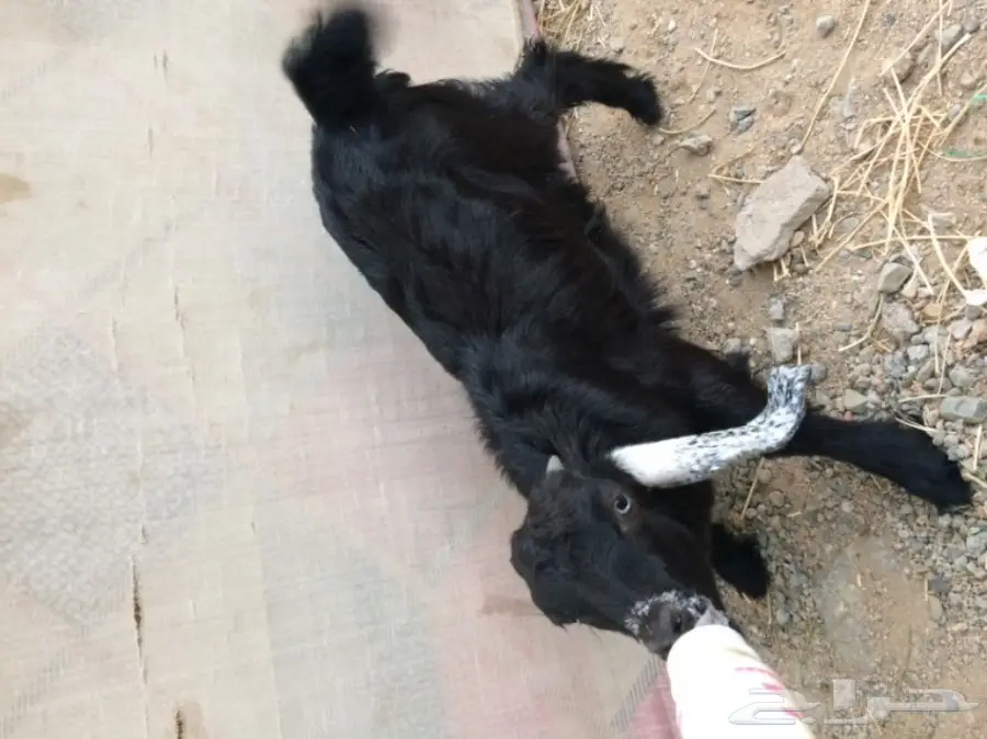 تيس وجفره لبنيه  (image 3)