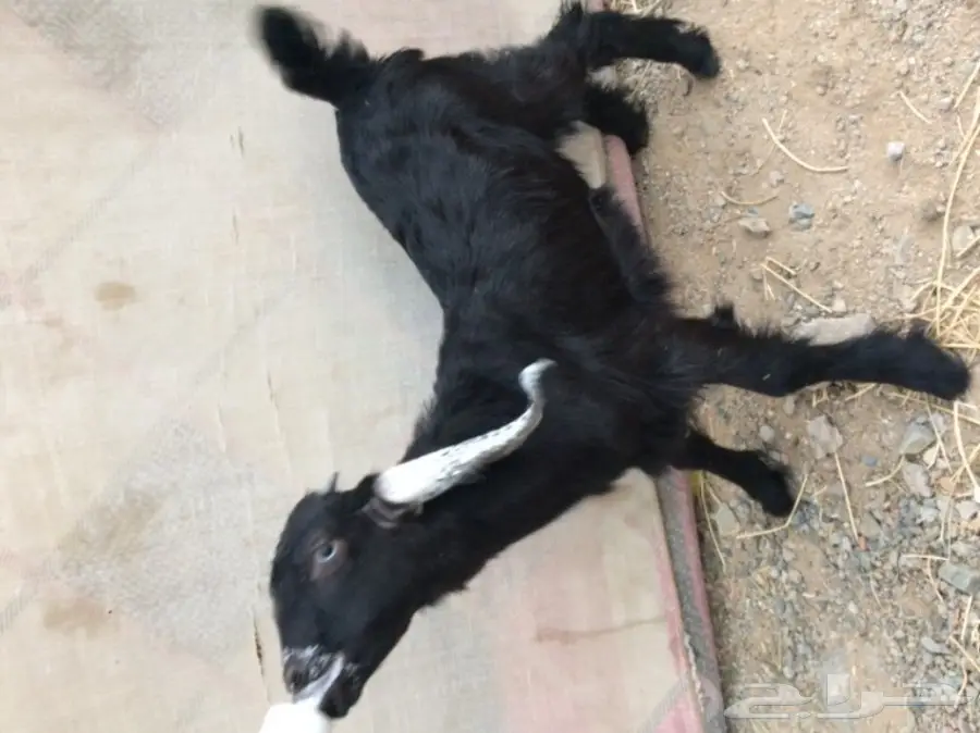 تيس وجفره لبنيه  (image 4)