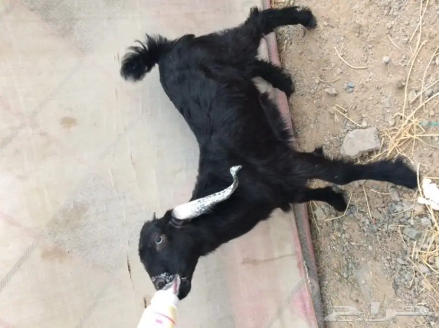 تيس وجفره لبنيه  (image 5)