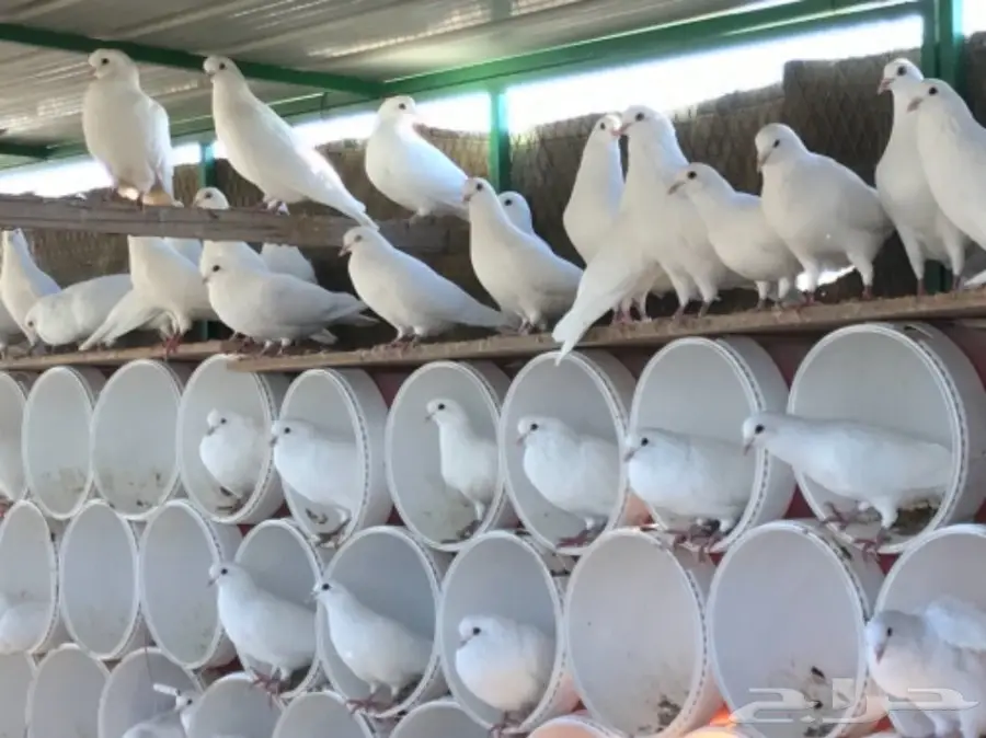 حمام لاحم فرنسي ابيض سوبر جامبو (image 1)