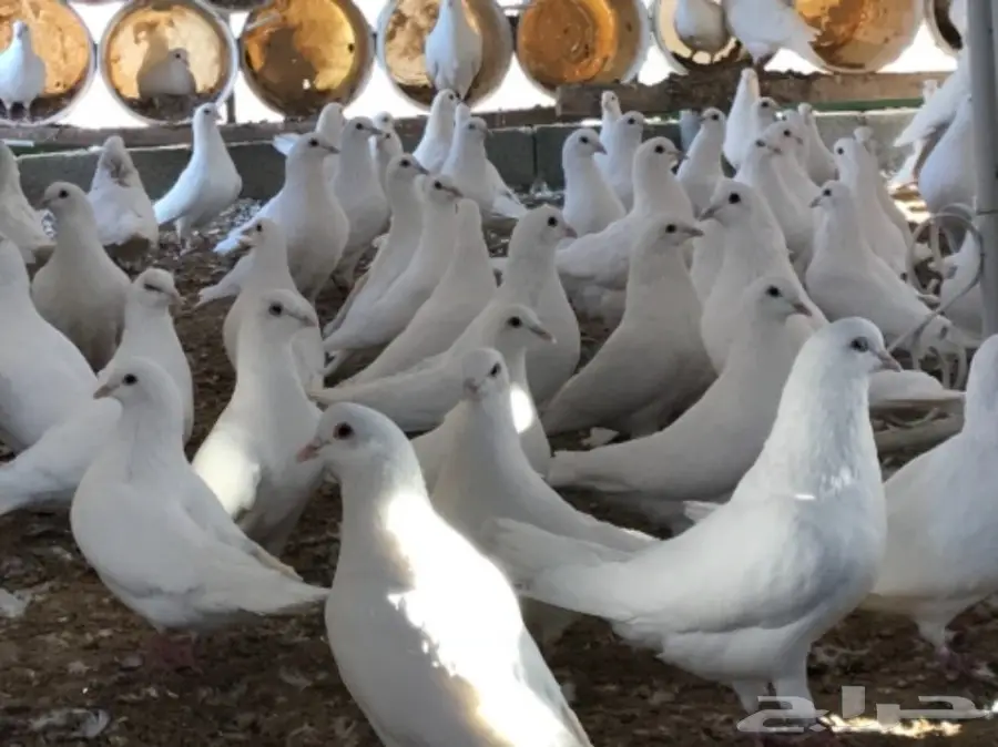 حمام لاحم فرنسي ابيض سوبر جامبو (image 2)