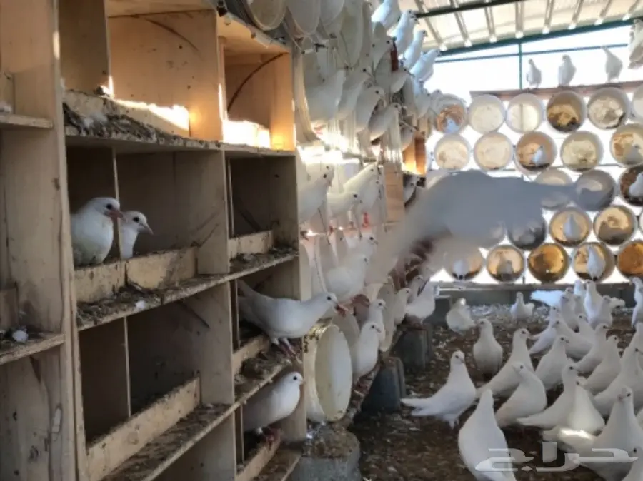 حمام لاحم فرنسي ابيض سوبر جامبو (image 4)