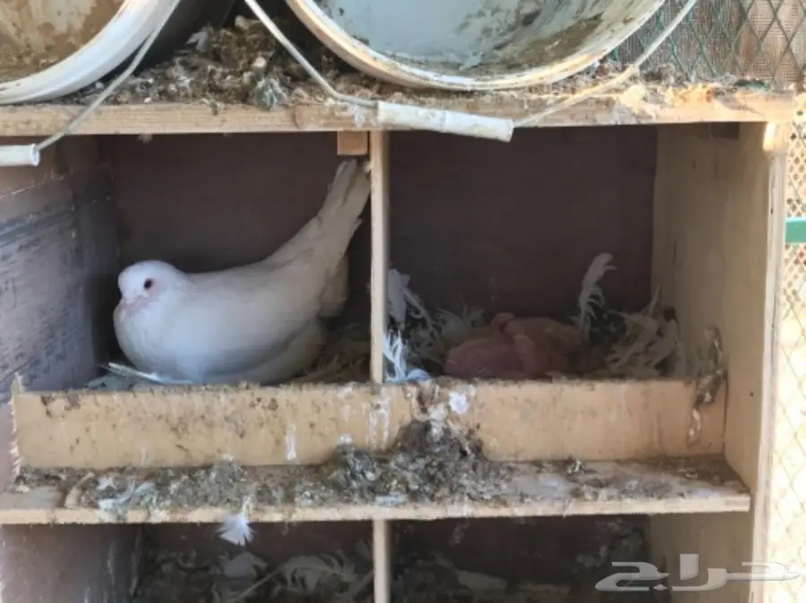 حمام لاحم فرنسي ابيض سوبر جامبو (image 7)