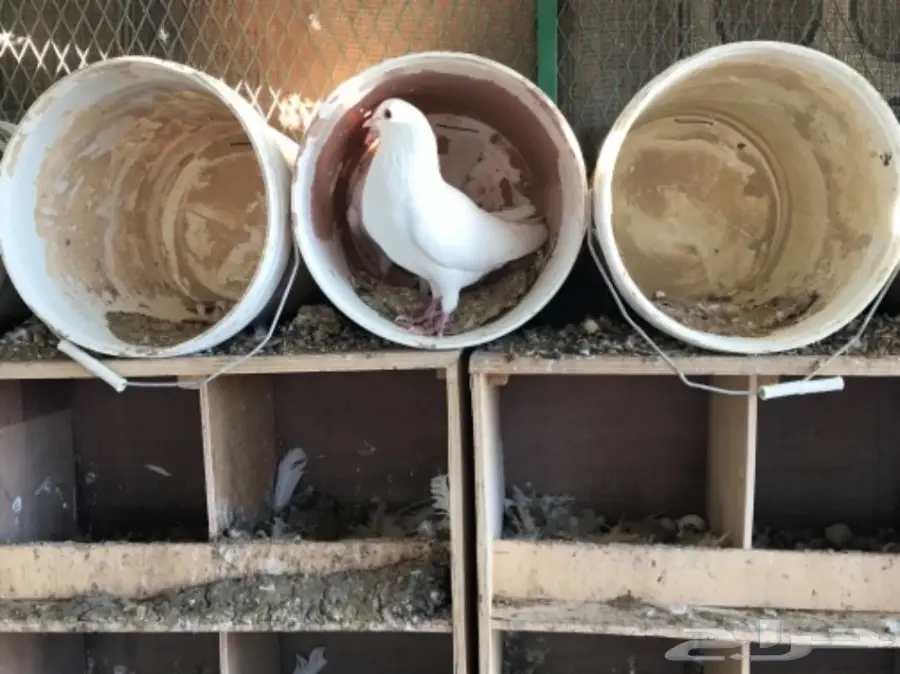 حمام لاحم فرنسي ابيض سوبر جامبو (image 8)