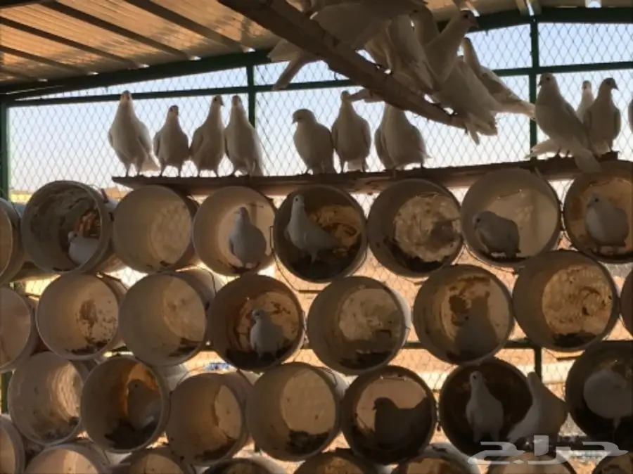 حمام لاحم فرنسي ابيض سوبر جامبو (image 11)