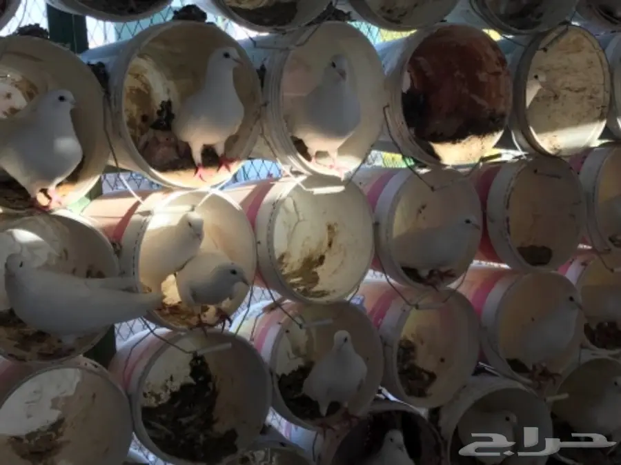 حمام لاحم فرنسي ابيض سوبر جامبو (image 15)