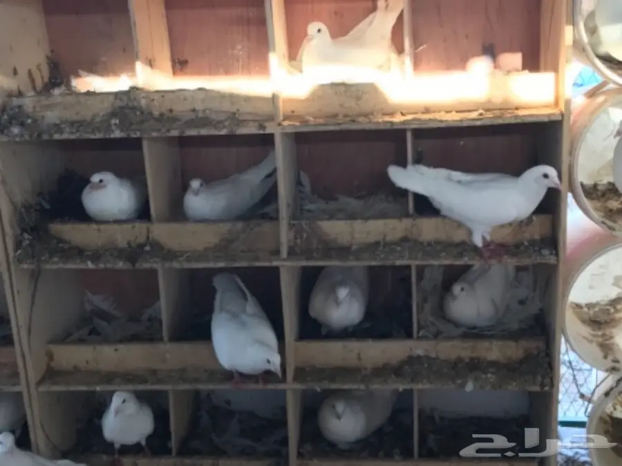 حمام لاحم فرنسي ابيض سوبر جامبو (image 17)