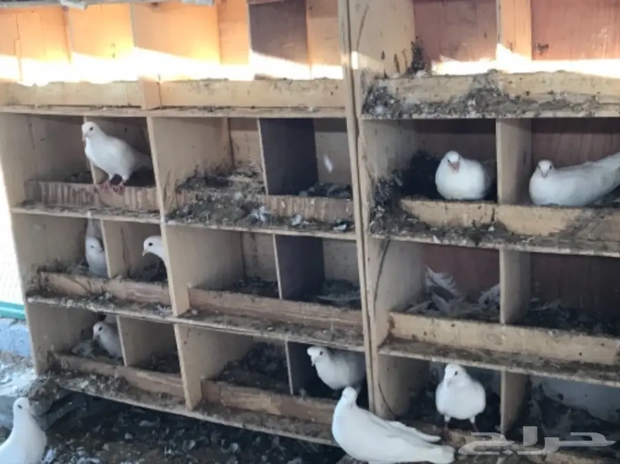 حمام لاحم فرنسي ابيض سوبر جامبو (image 18)