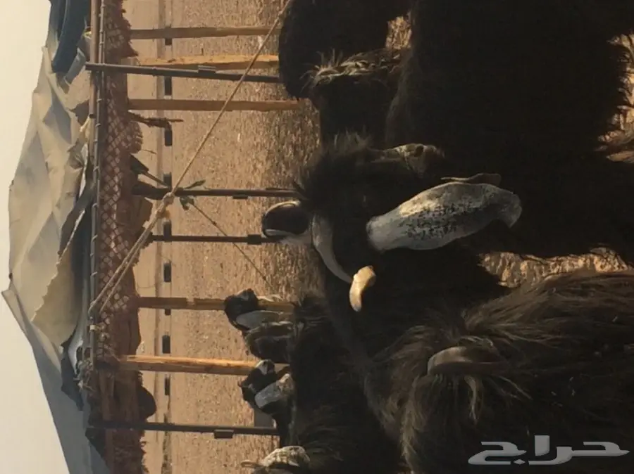 معزا عالية الإنتاج - فرصة لا تعوض!