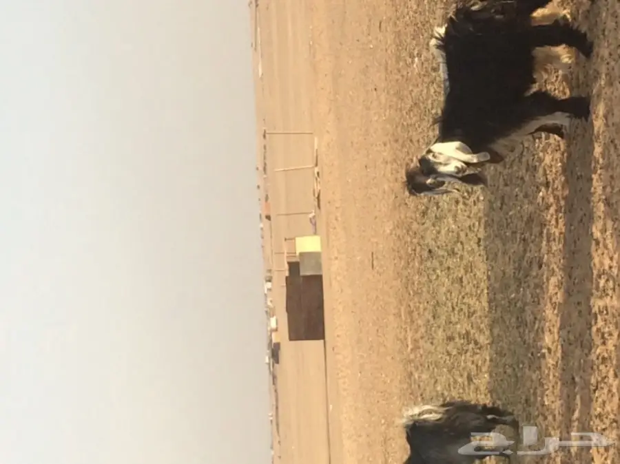 معزا عالية الإنتاج - فرصة لا تعوض! (image 1)