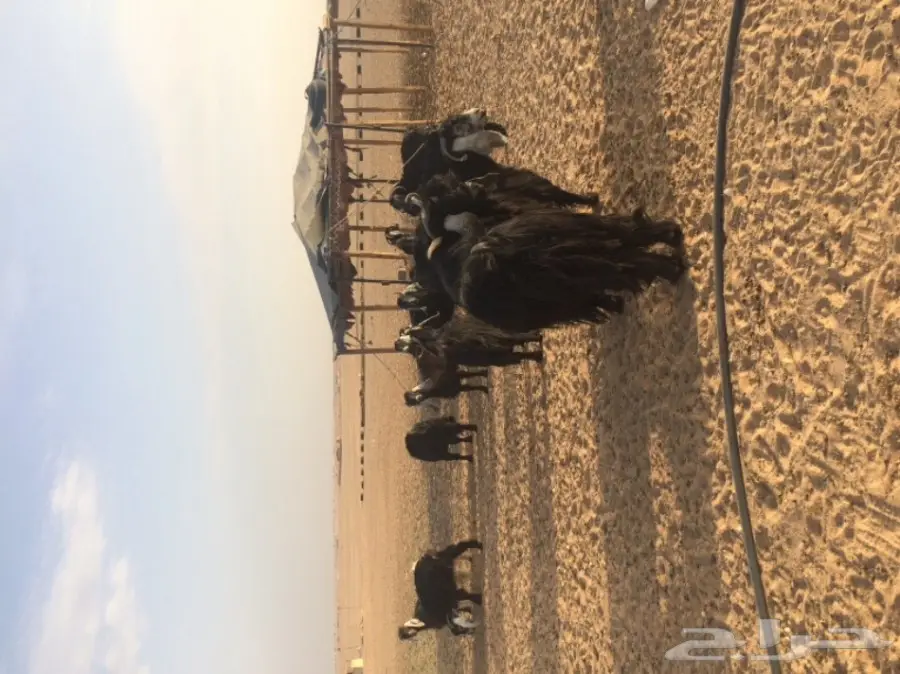 معزا عالية الإنتاج - فرصة لا تعوض! (image 3)