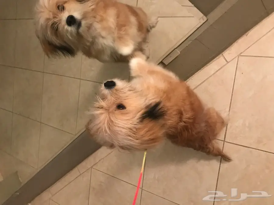 كلب مالتيزي maltese dog 