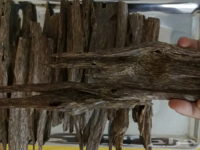 الدهن الكمبودي الجبلي دهن المميزين والنخبه  2