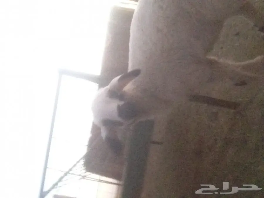 فصيلة أنثوية رائعة من مذكور الأزبق - معزى وضان (image 1)