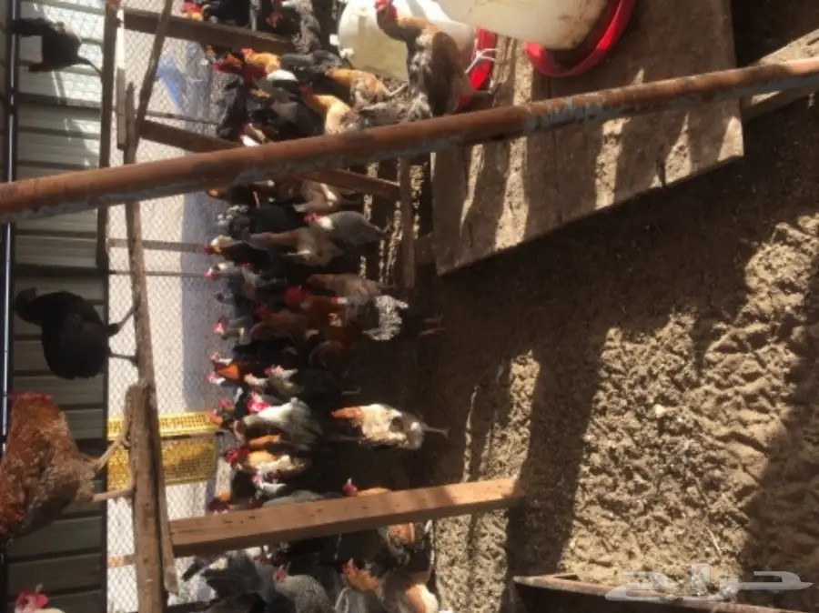 دجاج بلدي بياض مشروط من كل شي 