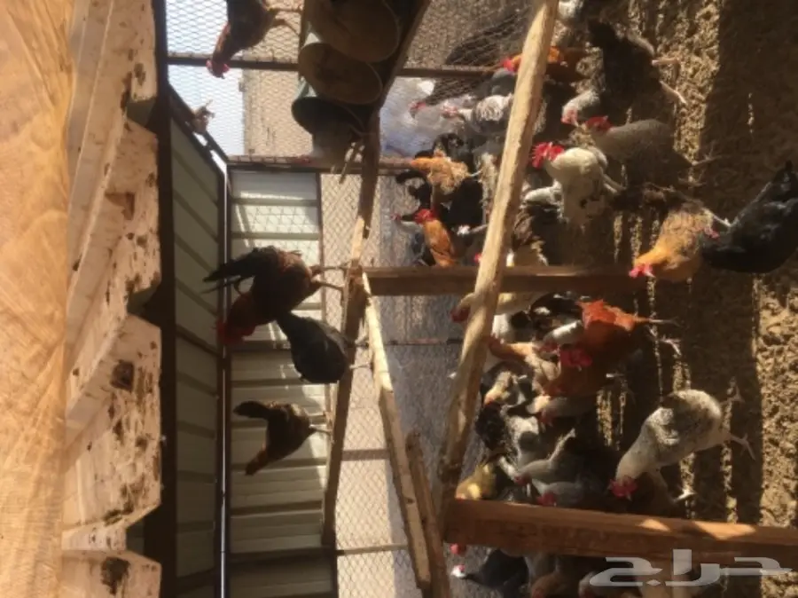 دجاج بلدي بياض مشروط من كل شي  (image 1)