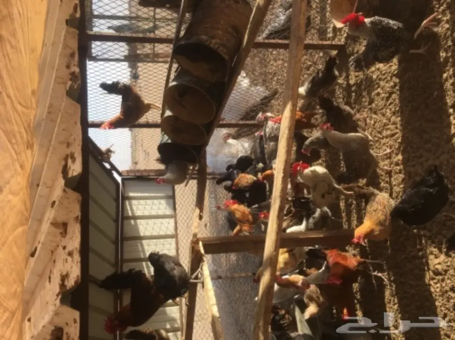 دجاج بلدي بياض مشروط من كل شي  (image 2)