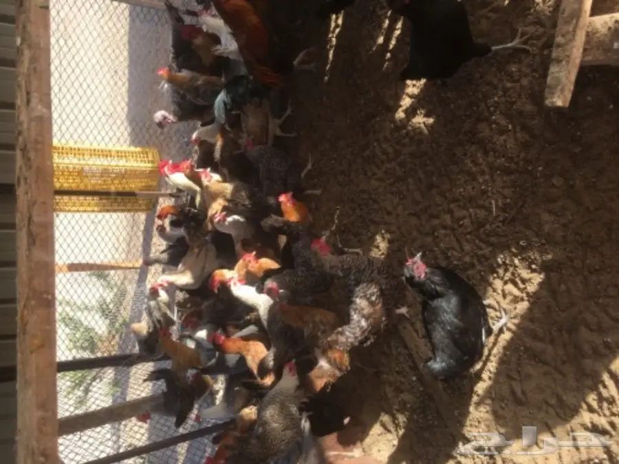 دجاج بلدي بياض مشروط من كل شي  (image 3)