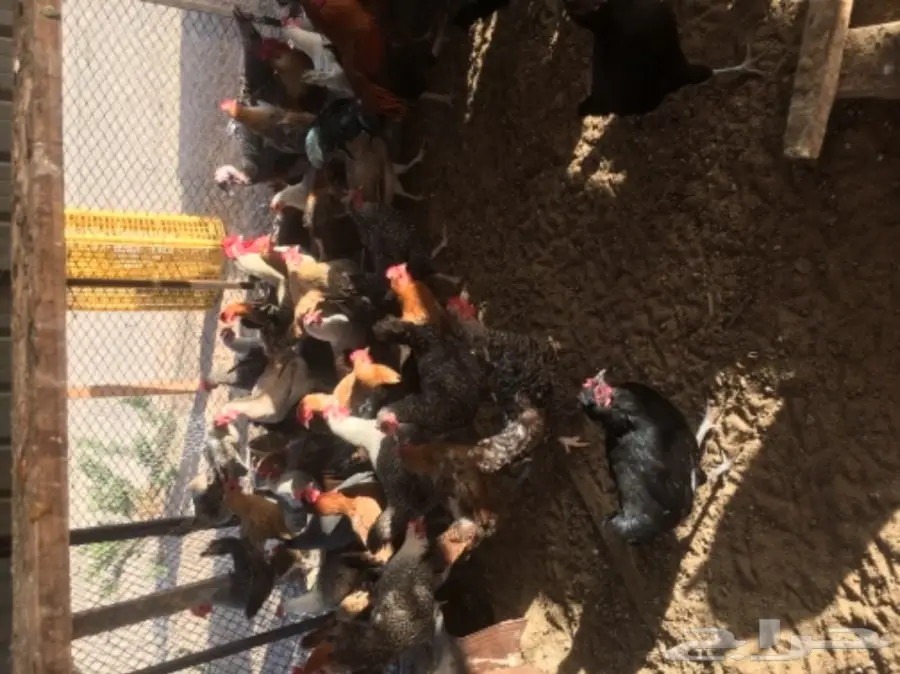 دجاج بلدي بياض مشروط من كل شي  (image 4)