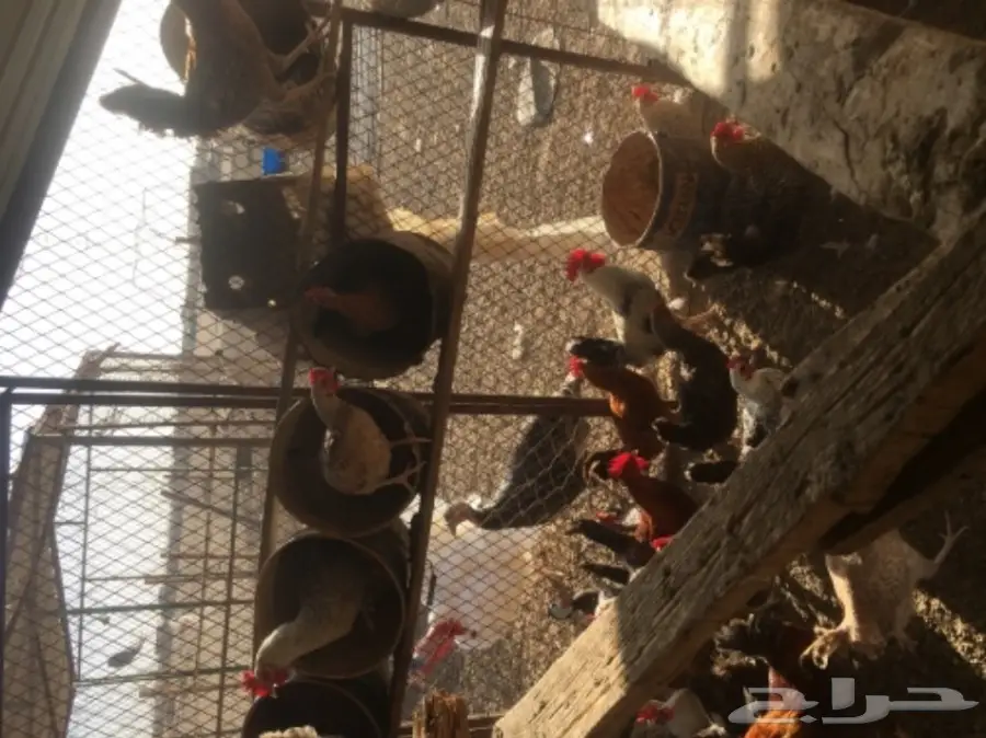 دجاج بلدي بياض مشروط من كل شي  (image 5)