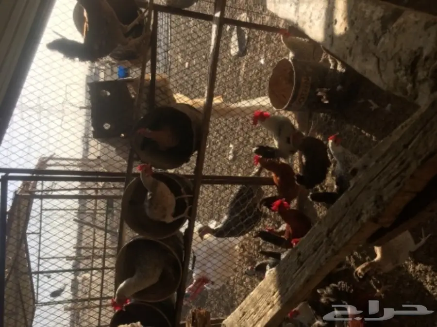 دجاج بلدي بياض مشروط من كل شي  (image 6)