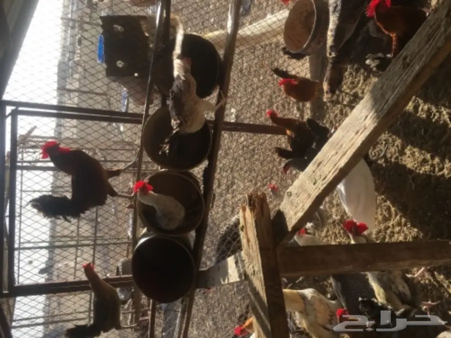 دجاج بلدي بياض مشروط من كل شي  (image 7)