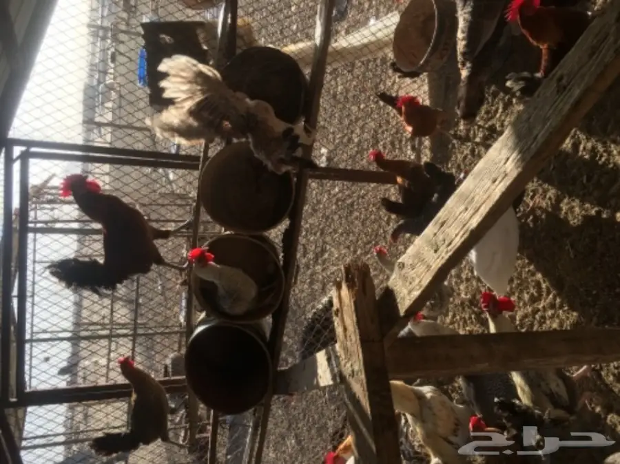 دجاج بلدي بياض مشروط من كل شي  (image 8)