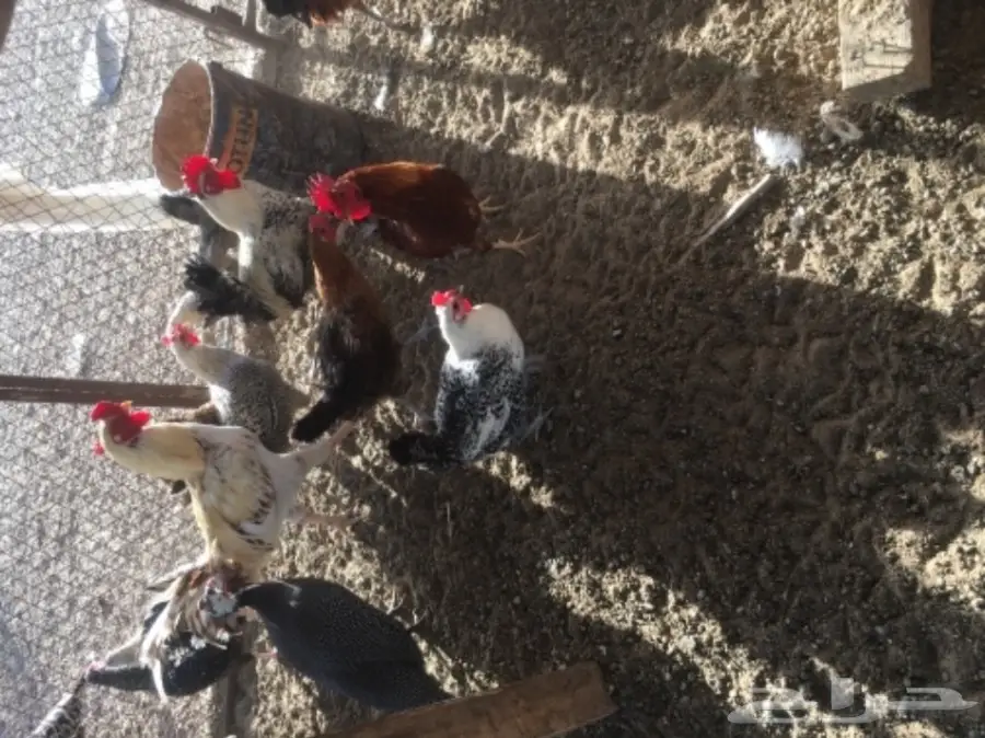 دجاج بلدي بياض مشروط من كل شي  (image 9)