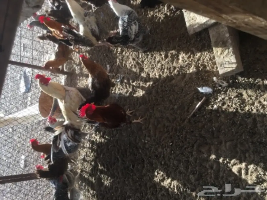 دجاج بلدي بياض مشروط من كل شي  (image 10)